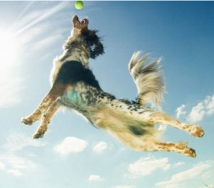 dog jumping for ball