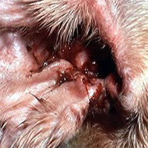 ear mite infection in dogs