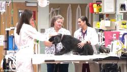 Emily, a Portuguese Water Dog, gets clinical trial injection for brain cancer at Virginia Tech. photo credit CBS