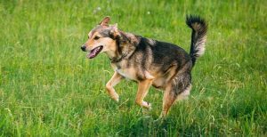 happy dog