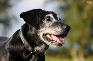 old dog