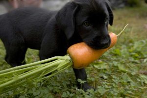 puppy with carrot