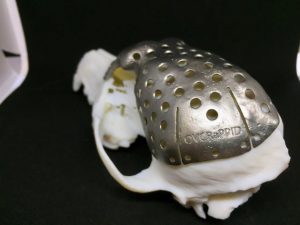 A replacement skull made of titanium is shown. Researchers at an Ontario university have performed what is believed to be the first major dog skull replacement using 3D-printing technology. THE CANADIAN PRESS/HO