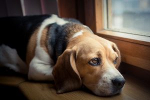 sad-beagle