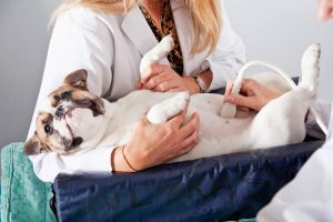 Ultrasounds_in_dogs