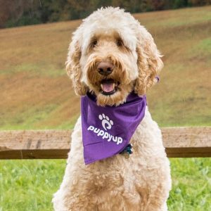 Cody, Lake Norman K9 Cancer Hero.