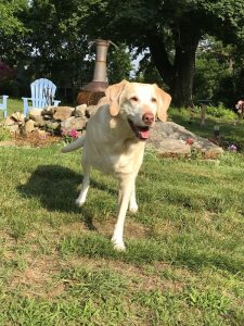 OCTOBER 12, 2018: Hazel, a 12 year old Lab and Weimaraner mix, is missing a leg as a result of the cancer. Courtesy of Kayla Lane