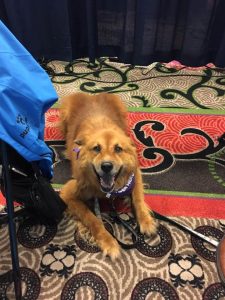 Lilly Morgan is manning the booth at the Veterinary Cancer Society meeting in Louisville