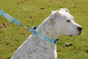 Puppy Up collar and leash