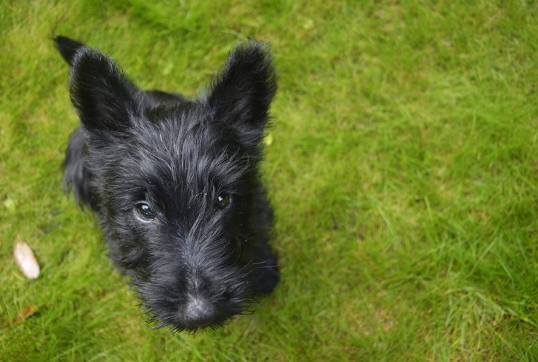 Puppy Up Foundation | Prostate Cancer in Dogs - What You ...