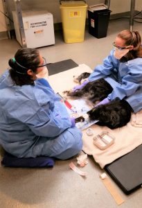 Veterinary technicians administering chemotherapy at Veterinary Medical and Surgical Group in Ventura, California. Stuart Silverstein FairWarning