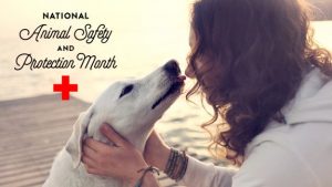 animal safety month