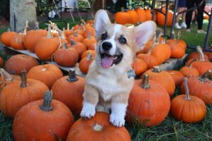corgi puppy with pumpkins