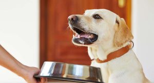 dog and bowl