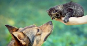 dog-and-kitten