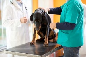 dog on examining table