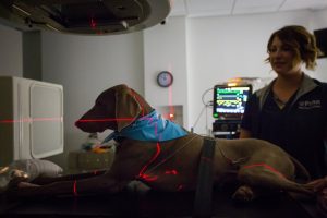 dog with laser light Penn Vet
