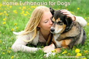 home-euthanasia-dogs
