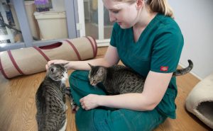 vet tech with cats