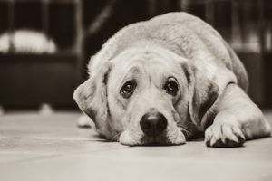 Dog-Inappetence-Feature