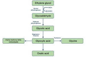 Ethyleneglycolmetabolism-1