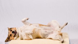 A dog waiting for adoption has fun posing for the camera.