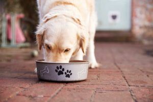 Labrador-Eating-from-Dog-Bowl