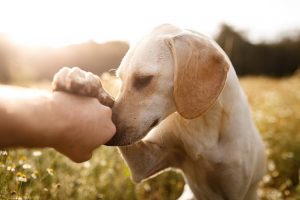 Dog blessing its treat