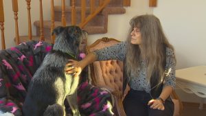 Marcia Sipe-Dan says the non-intoxicating cannabis compound CBD helps her dog Echo keep on weight as he battles lung cancer. KOMO photo