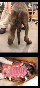 canine-lymphoma2-3combined