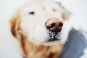 Dogs are already used by diabetics to detect when their blood sugar levels are dangerously high or low Photo: Patrick Tomasso/Unsplash