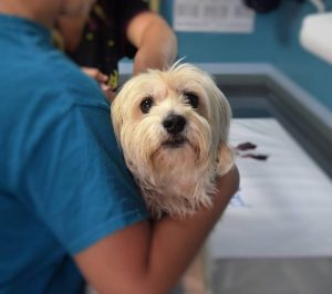 dog being examined