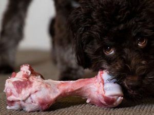 Raw bones are great for dogs — but owners must accept an element of risk.(ABC Life: Matt Garrow)
