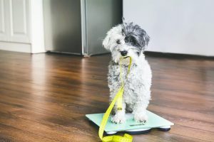dog-on-scale-696x464