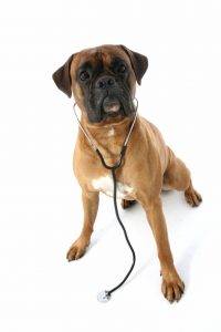 dog with stethascope