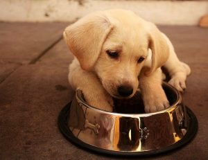 lab puppy with feet in bowl