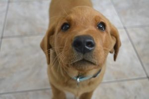 protein_marker_puppy_feature