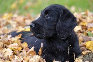 pup_Thanksgiving