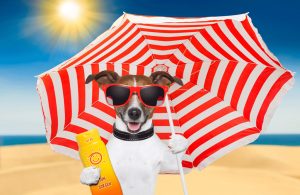 sunny_dog