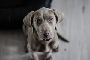 weimaraner-1381186_1920-300x200