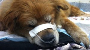 A dog receiving supplemental oxygen via nasal cannulas Image courtesy of ABC News.