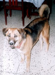 Alex Mehta