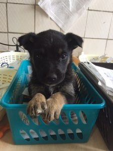 Chernoble pup 2