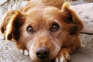 Dog-Face-Big-Eyes