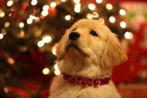 christmas puppy