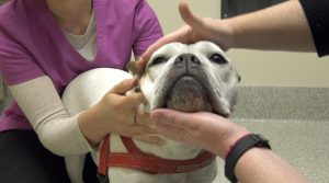 dog being examined