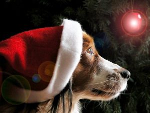 dog in Santa Hat_better