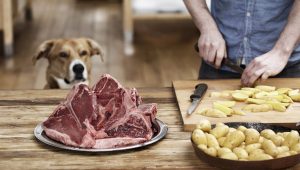 dog looking at meat ad potatoes