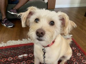 dog on rug