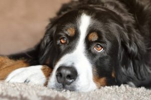 dog_sentinel Biomedical article